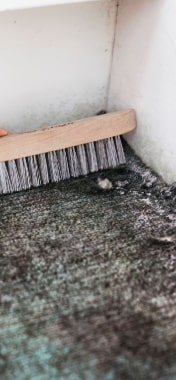carpet mould removal